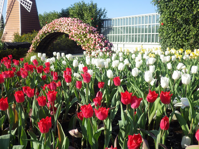 Zhongshe flower market taichung tulips