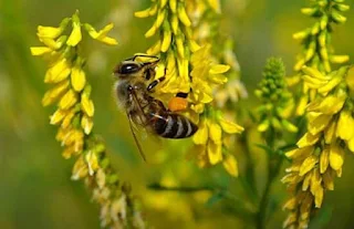 Polinización de jardines y campos por abejas