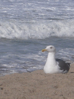 Photo of Sea Gull by Linda G. Hatton