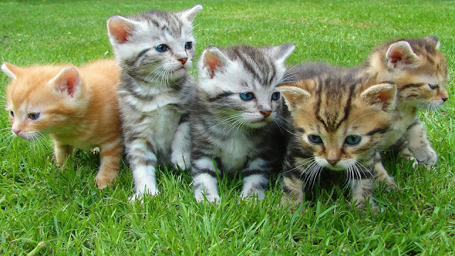 Kittens