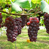 Tip-tip Membuat Kebun Buah bak Kebun Surga