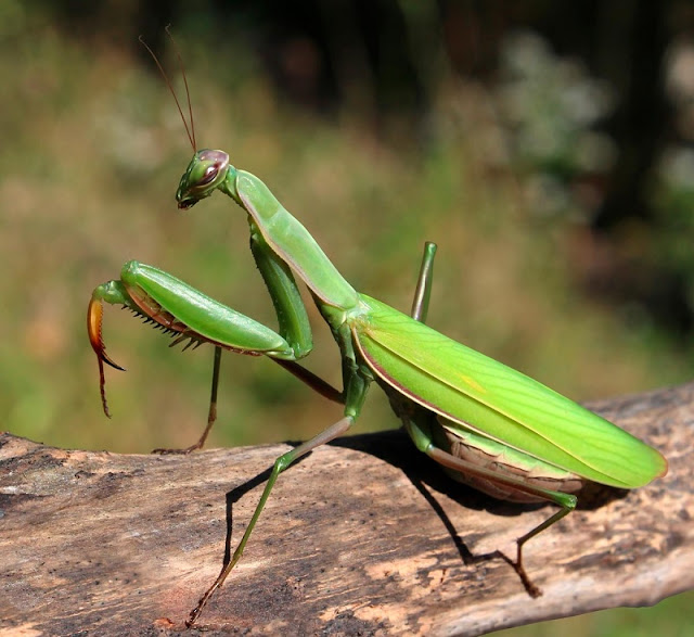 Karkaleci jeshil (emërtimi shkencorë: mantodea)