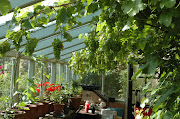 Castle Garden July (dornoch show )