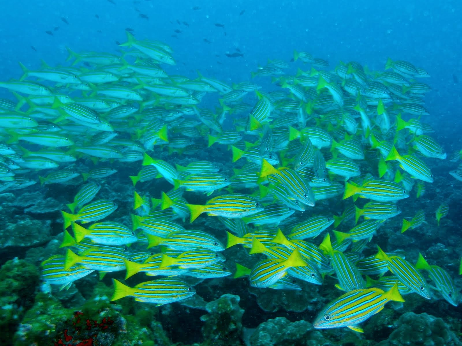 Diving In Search Of Shangrila ココ島 ここ 魚いっぱいです
