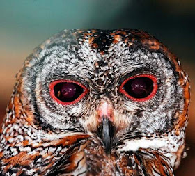 Photo of Mottled wood owl - Strix ocellata