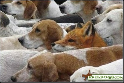 faildogs-blendingin