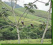 Aves Serrinha 3 de março 2011 008