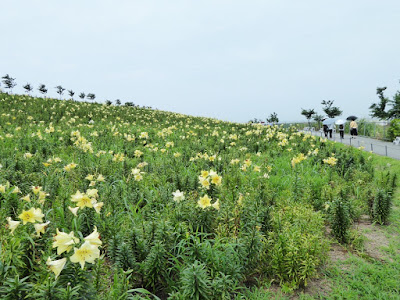 大阪舞洲ゆり園