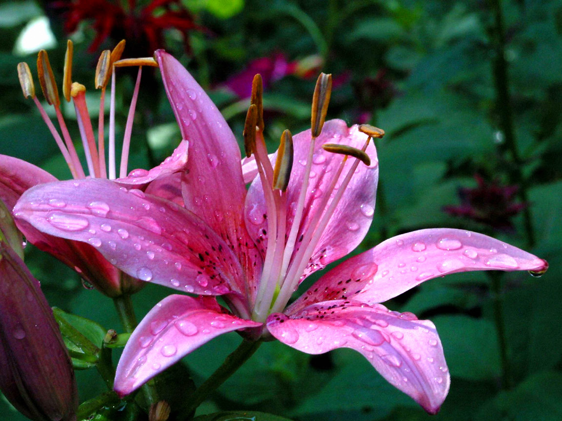 Hot Pink Flower Background