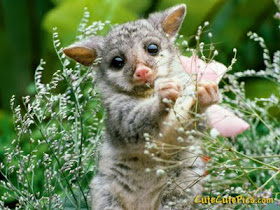 Cute Baby Animal Pics