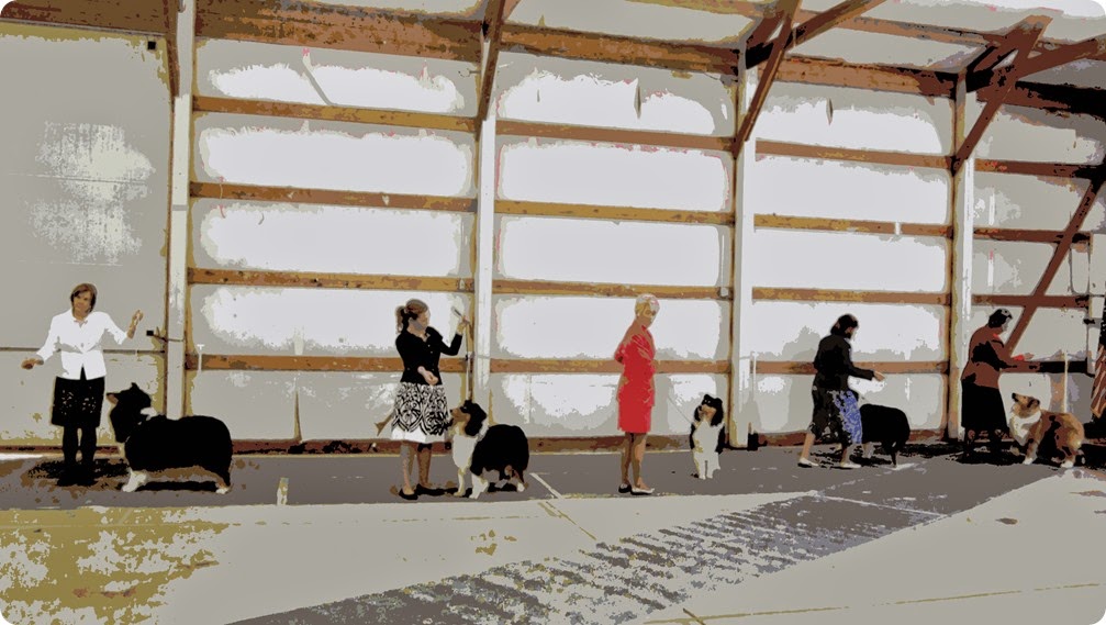 collie show14 007