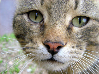 Sad-Eyed Brown Mackerel Tabby Old Cat