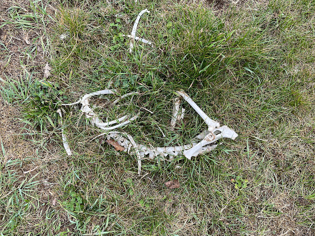 Sheep bones