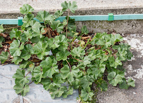 Common Mallow, Malva sylvestris.   Hayes station, 10 April 2016.