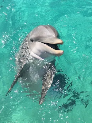 Os golfinhos, com sua graça inigualável e inteligência cativante, são verdadeiros embaixadores dos oceanos. Suas acrobacias saltitantes e seus olhares curiosos despertam um sentimento de conexão instantânea, como se compartilhássemos um elo especial com esses seres maravilhosos. Observá-los nadar em harmonia, brincar nas ondas e até mesmo interagir com os humanos em encontros emocionantes é uma experiência que toca profundamente o coração.