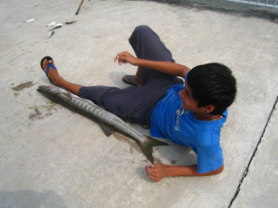 Barracuda also know as Saw Kun 沙君 or Ikan Kacang weighing 5.8kg Caught by Me at Woodland Jetty on 1st Auguat 2012.