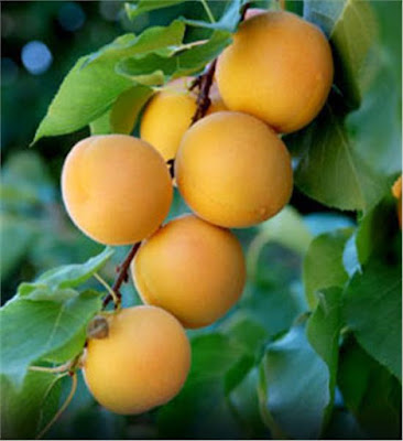 What are apricots high in