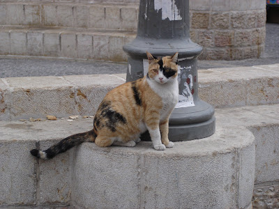 Calico pirate cat