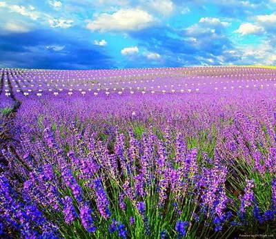  Bunga  Lavender  Tak Sekedar Pengusir Nyamuk