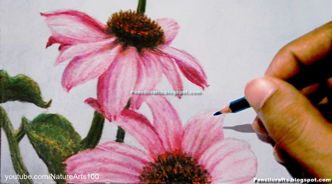 Easy Pencil Drawings Of Flowers And Vines