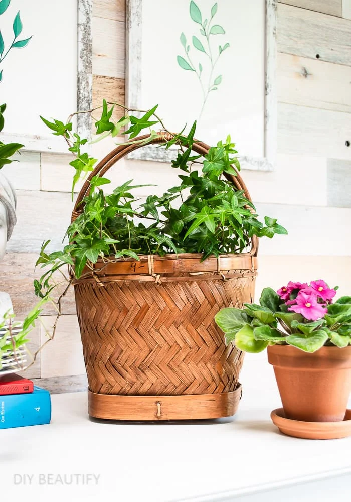 basket of English ivy, blooming African violet in pot