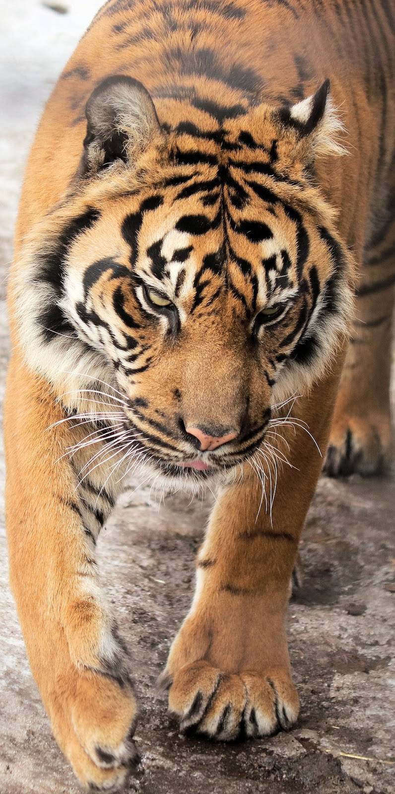 Photo of a tiger walking.
