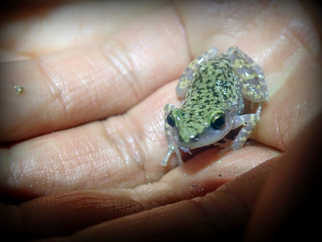 Syrrhophus marnockii on hand