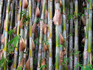 Jenis jenis Bambu  yang Patut Anda Tahu Arafuru