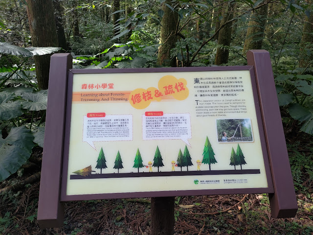 東眼山國家森林遊樂區 - 森林知性步道 - 修枝、疏伐