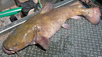 Flathead Catfish