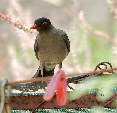 Indian Blackbird