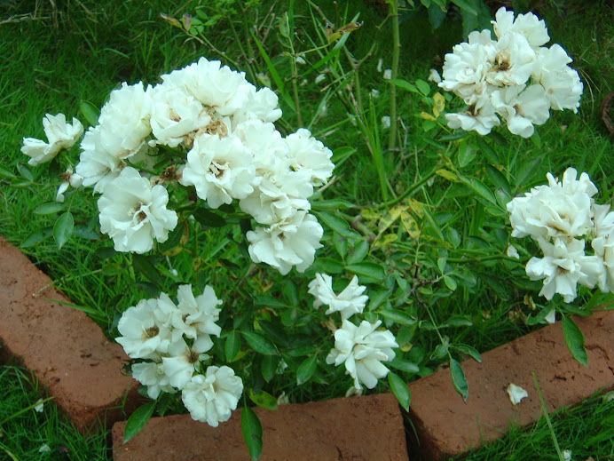Bunches of wild white roses