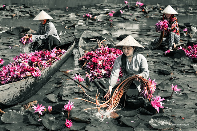 The blossom season of Water Lily Flower in Vietnam