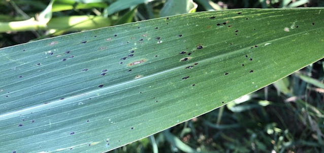 corn tar spot