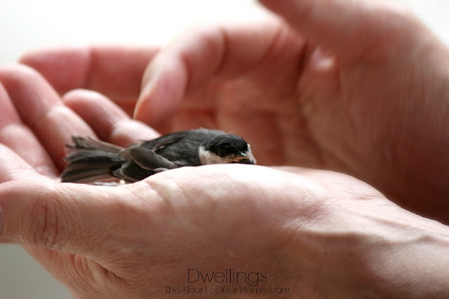 chickadee in distress