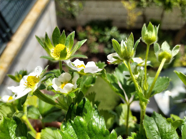 Fresones (Fragaria x ananassa).