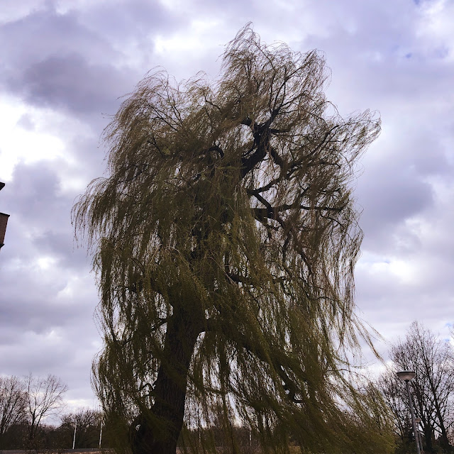 Treurwilg in de wind