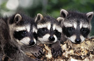 Raccoons