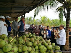 Ladang Kelapa Kampung Kerpal Terbesar Dan Paling Berjaya Di Malaysia