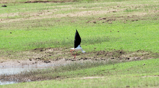 Birds Bhadra Black winged stilt breeding plumage