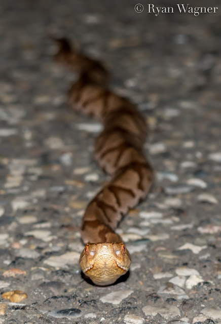 northern copperhead