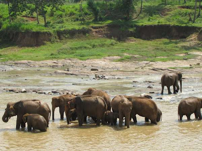 Panti Asuhan Khusus Gajah di Sri Lanka lucupedia