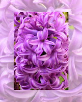 Hyacinth