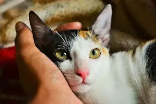 gato con la cabeza apoyada en la mano de su dueño