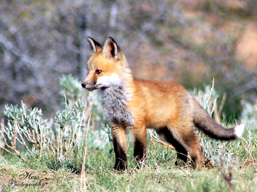 Baby Fox by StarfireRayne from flickr (CC-NC-ND)