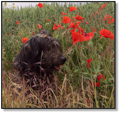 Lotte und die Mohnblumen