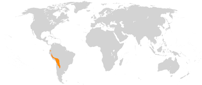 Range of llamas in South America