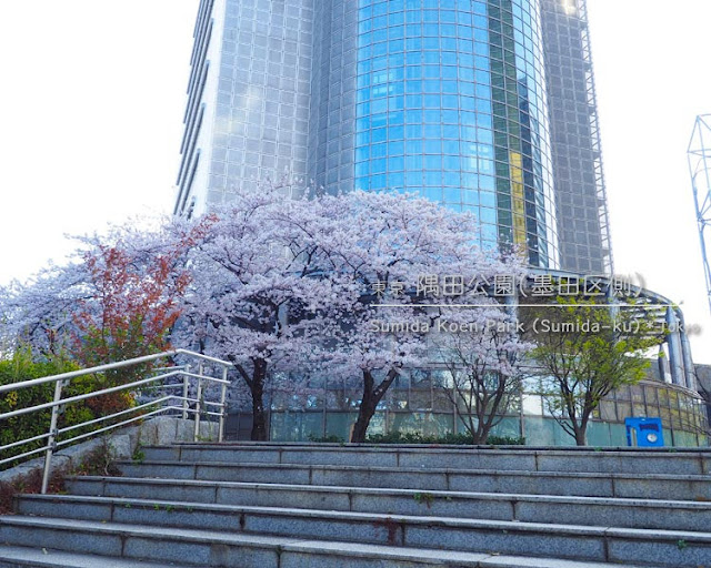 隅田公園（墨田区側）の桜