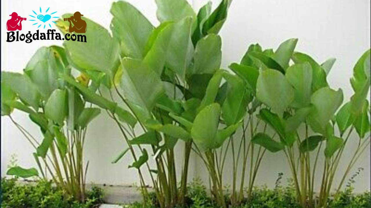 Mengenal Calathea Lutea: Karakteristik hingga Cara Merawat Tanaman Hias Cantik Mirip