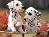dalmatian-puppies